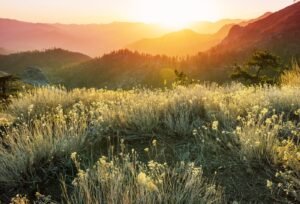 Sunrise over a mountain meadow, representing a local practice becoming visible in its community